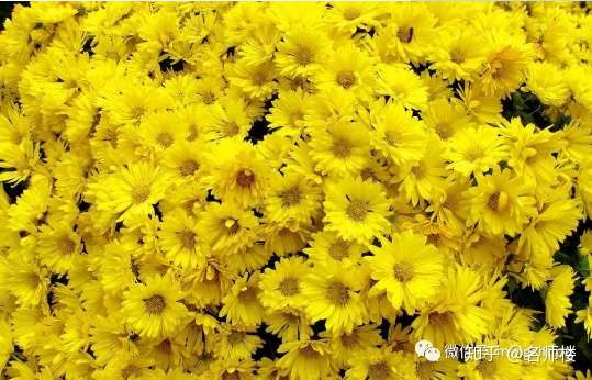 秋花更比春花炫 说说秋天的那些花儿 知乎