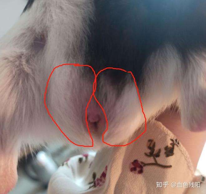 想问一下我的荷兰猪是公的还是母的呀?