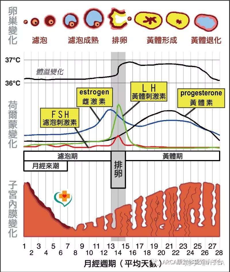 男女有别 谈谈女性生理周期与训练 知乎