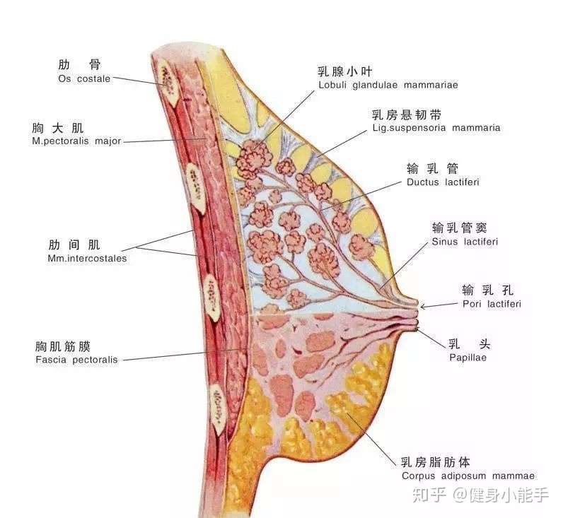 健身先健脑 女同学需不需要撸铁练胸 知乎