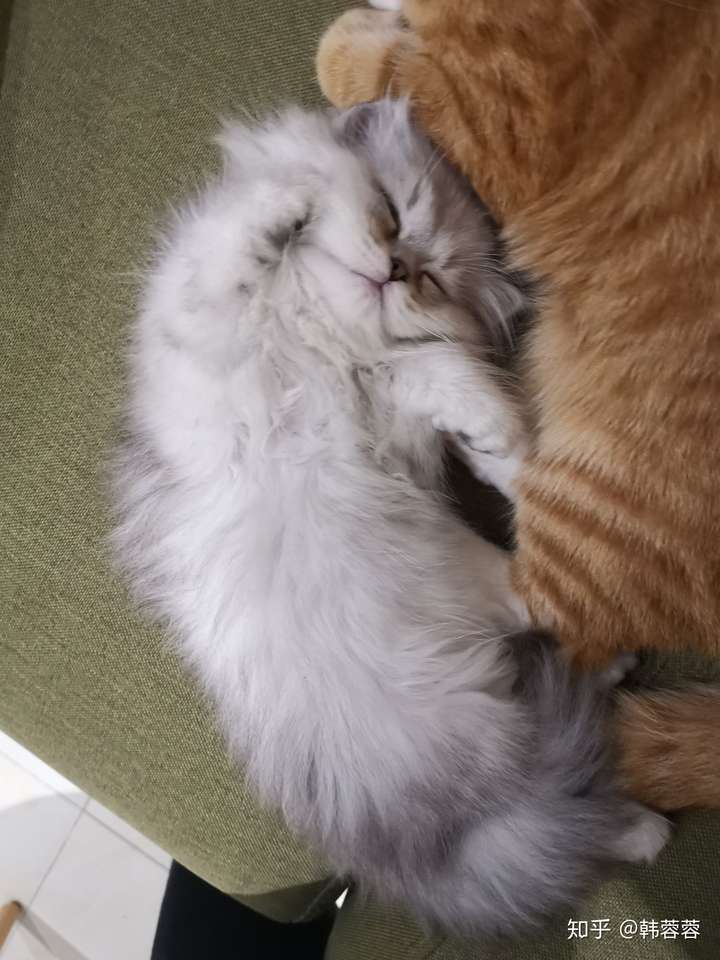 我有一只一岁半的橘猫哥哥叫富贵,一只三个月金吉拉妹妹叫优咪,两只