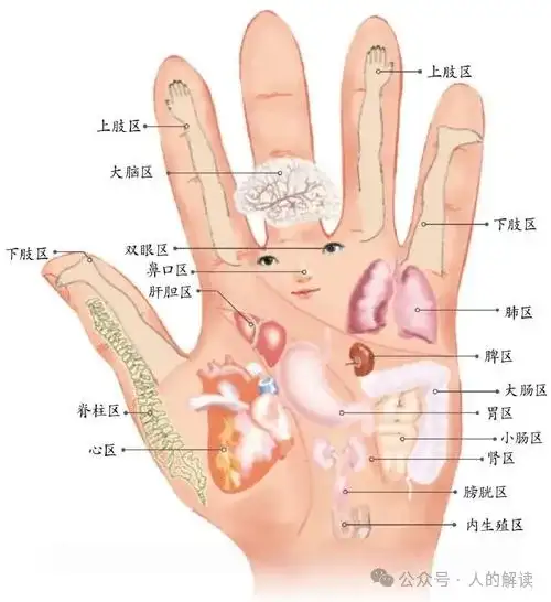 奇特的身体全息现象，连人生都是全息的-人的解读