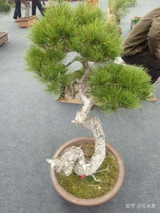 黑松盆景的鉴赏以及制作造型的7点注意事项 知乎