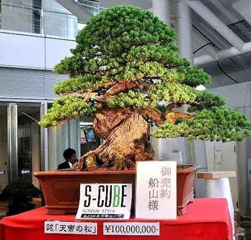 这些盆景超过一亿元 你见过么 知乎