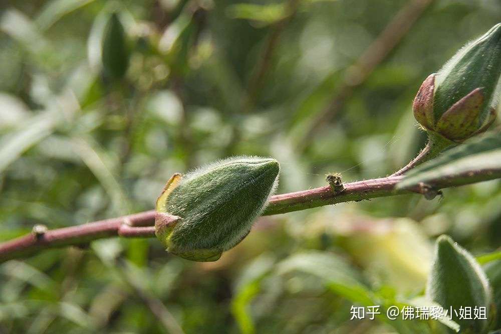 聊聊那些让护肤变得更简单的植物成分 知乎