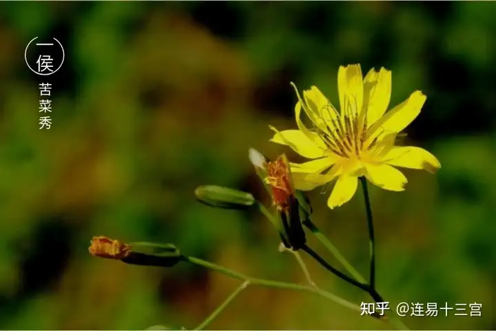 【24节气详解】小满-附养生精要