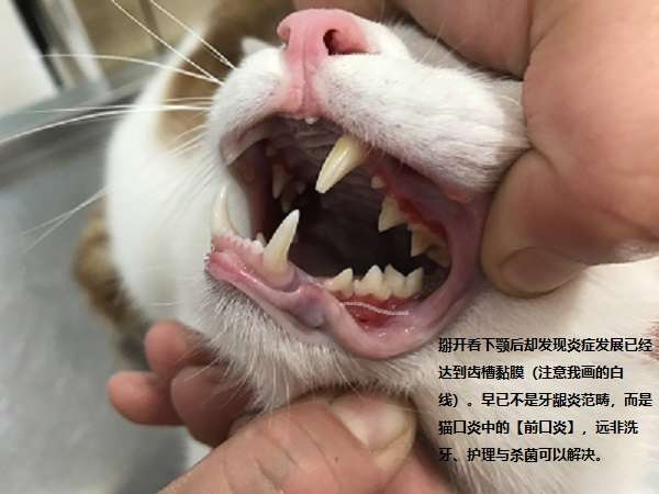 猫口炎 Feline Stomatitis 辨识 认知 控制与治愈 知乎