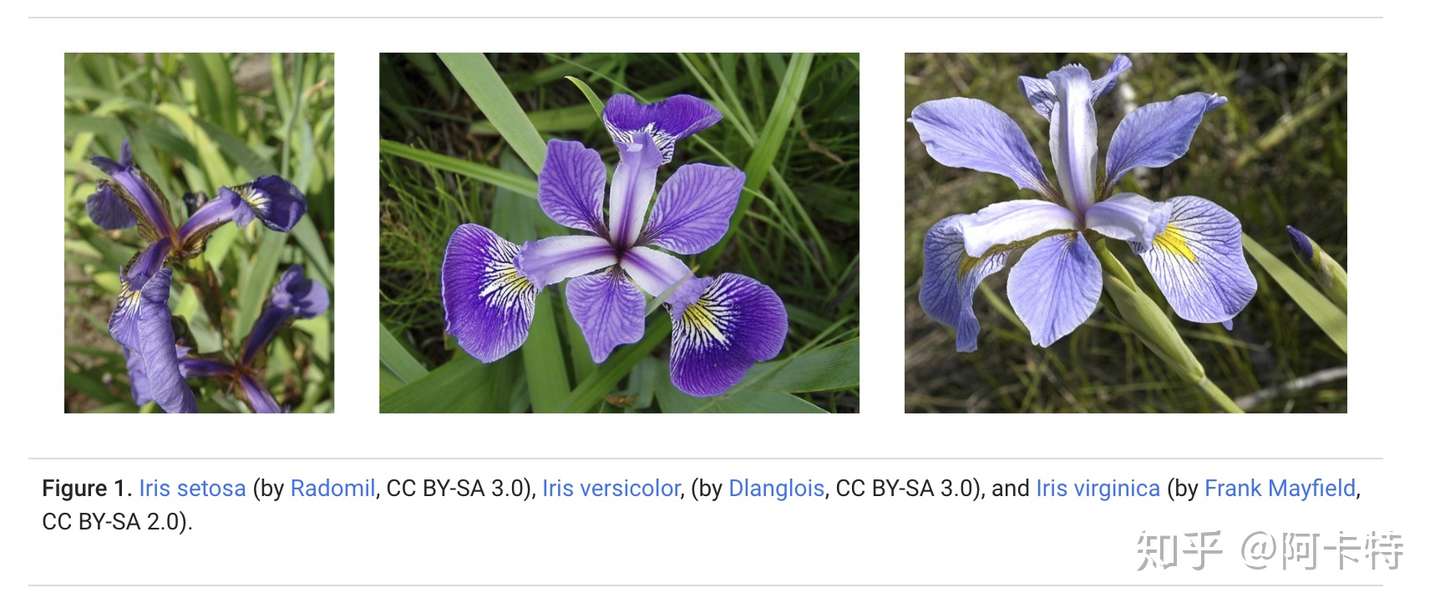 70以上 Iris 意味 花 テンダウォール