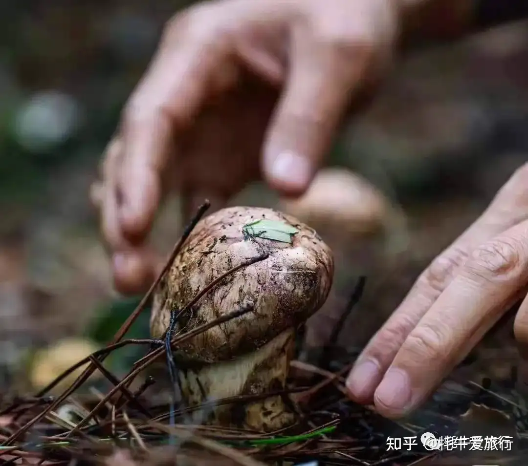 新鲜的松茸终于开始在市场上崭露头角！朋友们千万别错过美味！ - 知乎