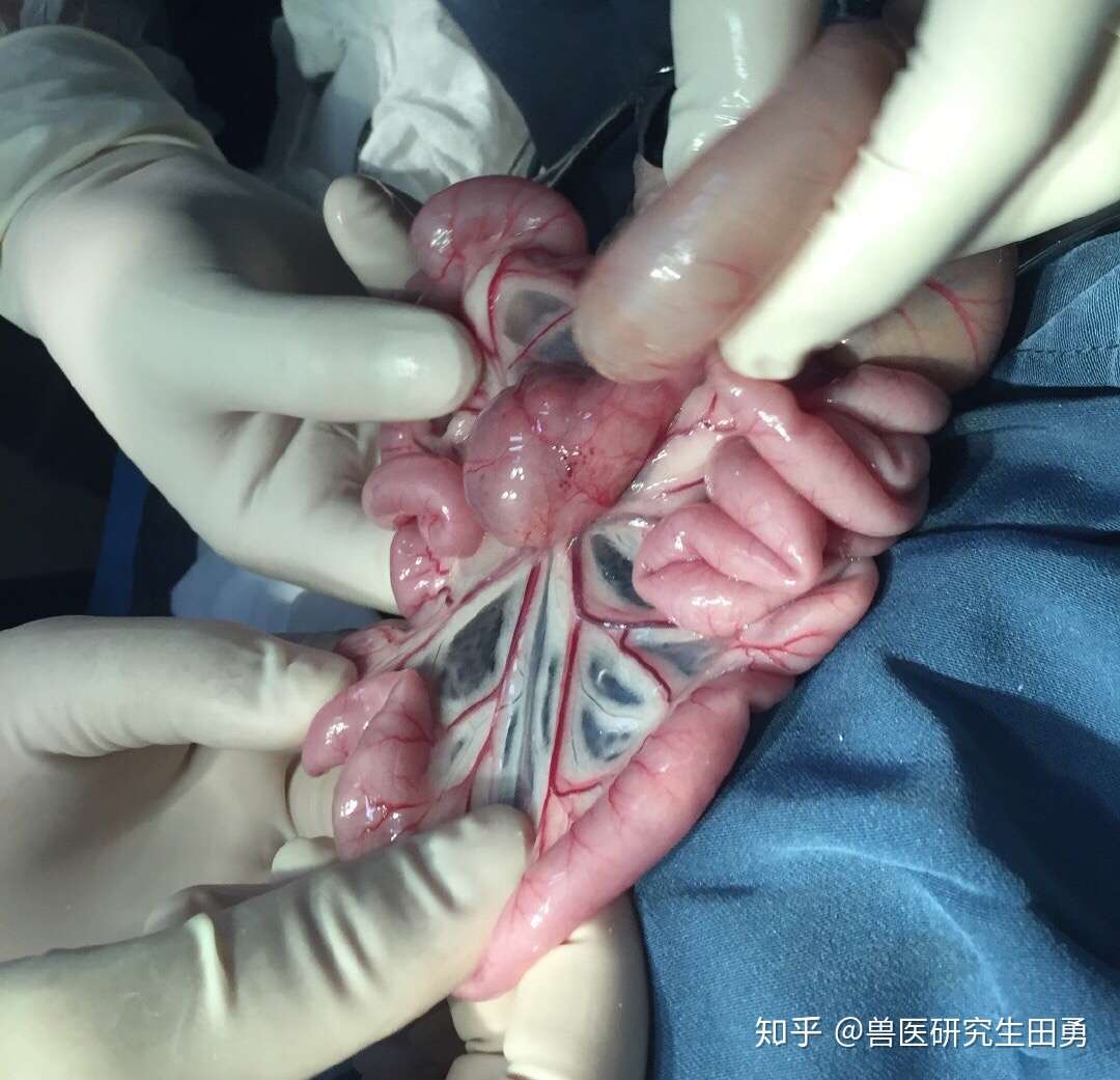 兽医研究生田勇 的想法: 最近遇到两例猫肠系膜肿瘤,其中一例经送