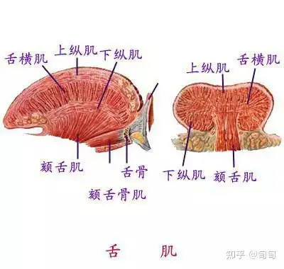 科普一下口腔解剖学- 知乎