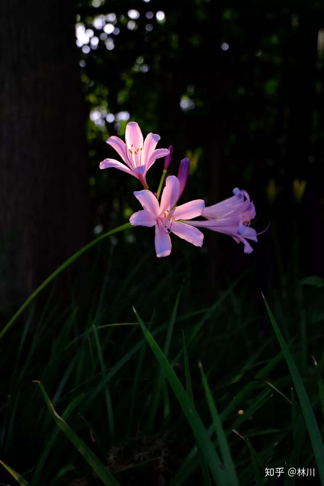 石蒜 对彼岸花的重新审视 知乎