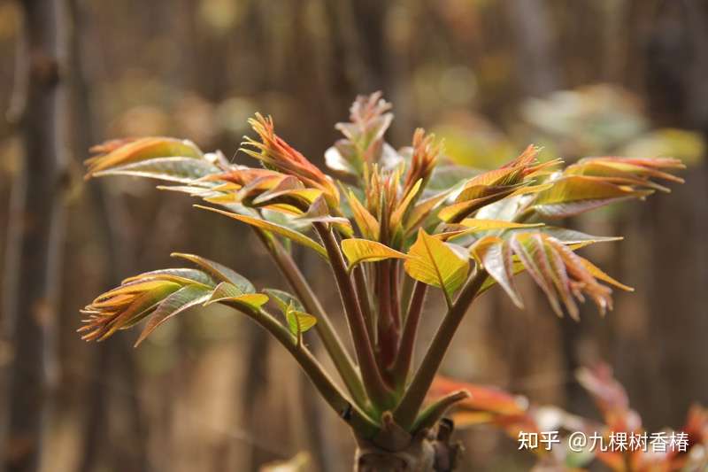 怀念一棵香椿树 知乎