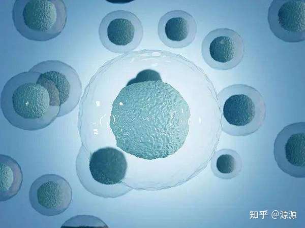 哪家成都供卵中心好（武汉可以做供卵试管婴儿吗？全流程要多长时间？）