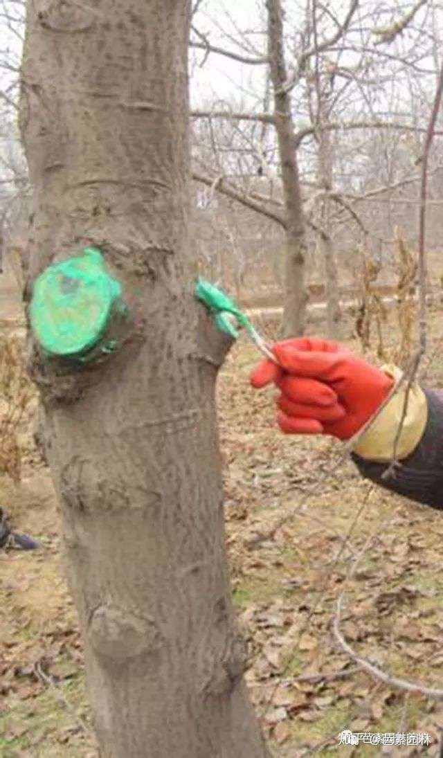 树体的保护与修补 你知道怎么做吗 知乎 树体的保护与修补 你知道怎么做吗 知乎