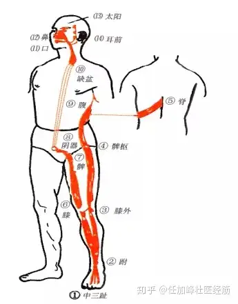 足阳明经筋图解图片