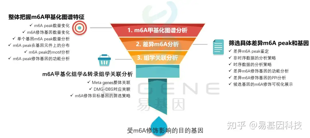 易基因：RNA m6A甲基化修饰和特定基因m6A位点的检测方法｜干货分享