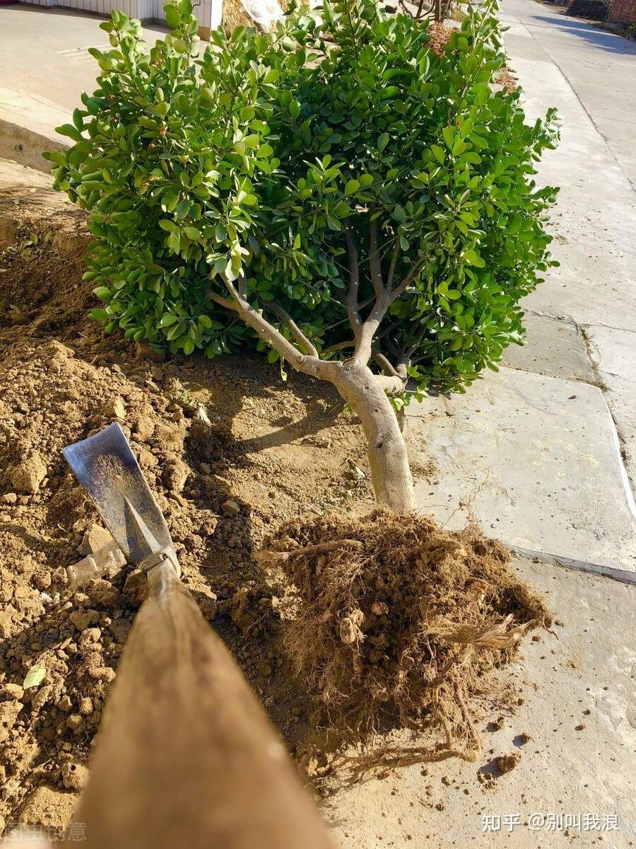 胆结石术后胸闷 胃肠不适 胃食管反流 小心是它引起 知乎 胆结石术后胸闷 胃肠不适 胃食管反流 小心是它引起 知乎