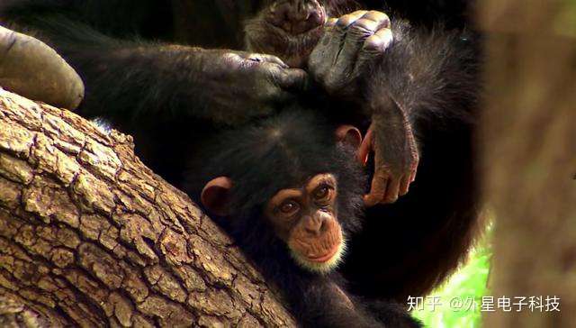 日本科学家想重新定义人类 将黑猩猩纳入人类的范畴 知乎