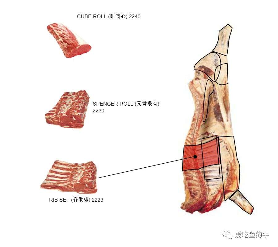 牛排部位详解 让你像屠夫一样熟知牛肉的终极指南 下 知乎