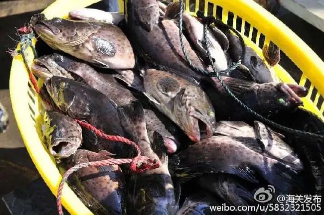 海关总署暂停两家台湾养殖场活鱼输入进一步加强台湾活鱼检验 知乎