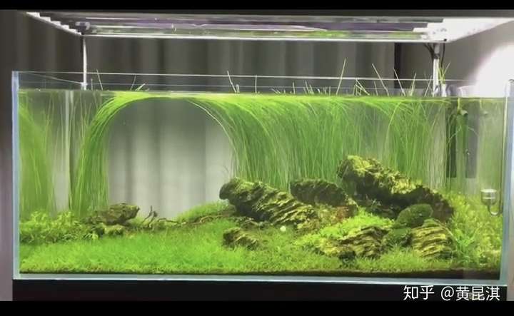 草缸水草怎么造景搭配好看