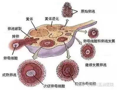 关于卵巢黄体破裂你应该了解的知识