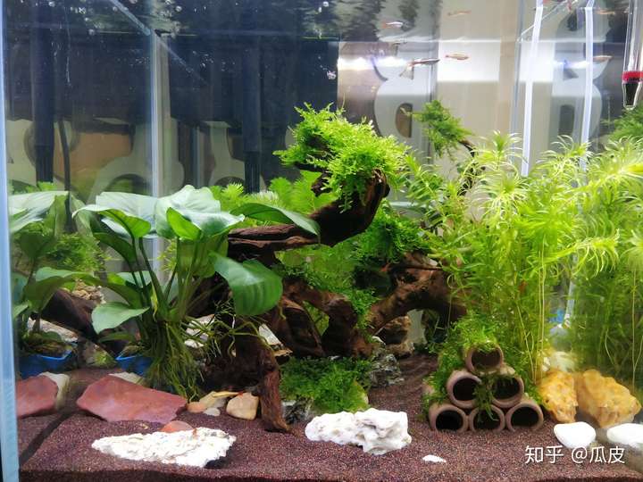 求问褐藻怎么处理啊,现在已经没眼看了?