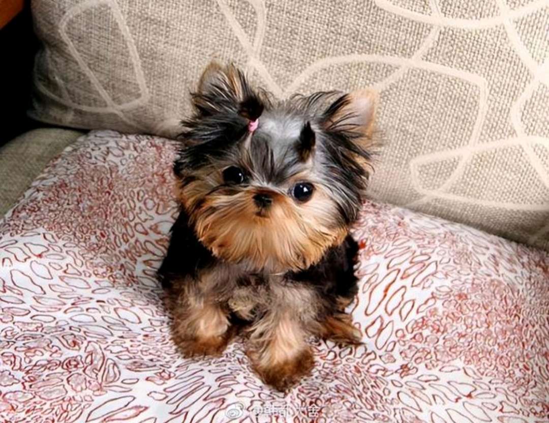 不吃菠萝 的想法: 曾风靡一时的约克夏犬,为什么养的变少了… - 知乎