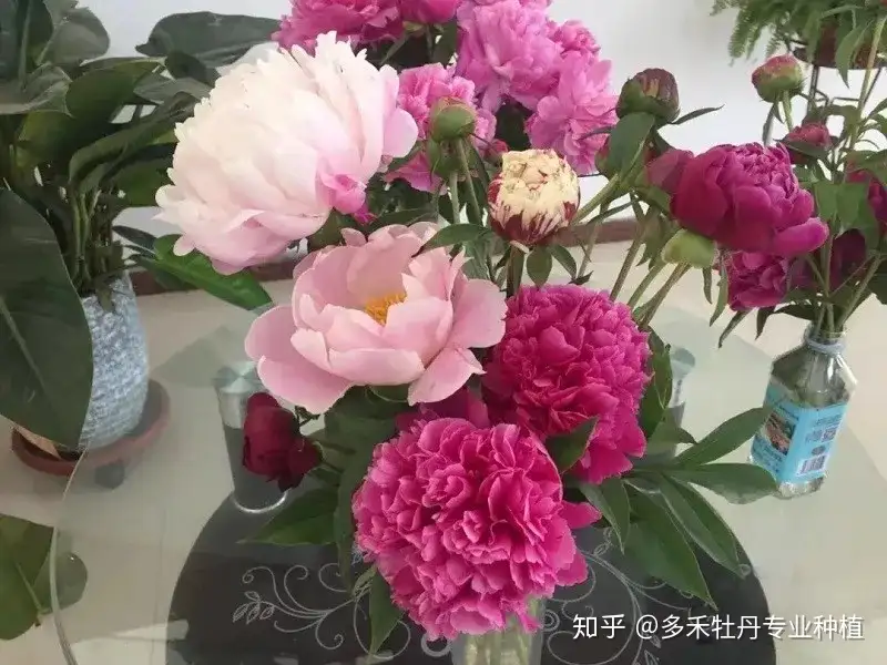 芍药花盆栽技术你知道多少？ - 知乎