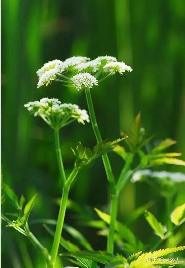 野菜喚鄉愁之水芹菜 河洛人 67 已認證的官方