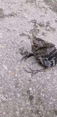 什么时候捡蝉蜕 v2-8b5078d11501f9db12f8b8403b5b1cf9_720w.jpg?source=1940ef5c