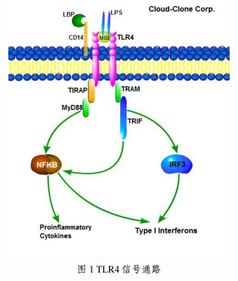 tlr4细菌lps的受体