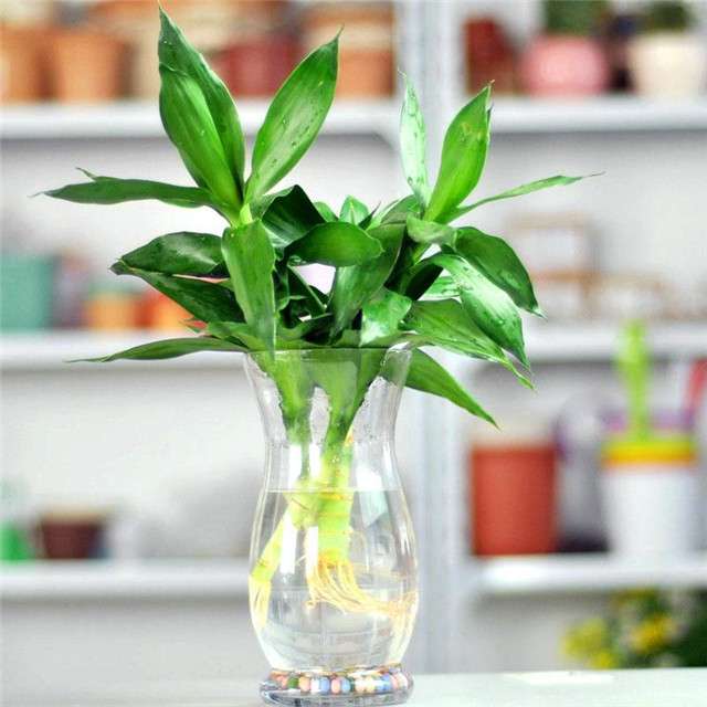最适合懒人种植的6种水培绿植 赶紧养1盆水培绿植降降火吧 知乎