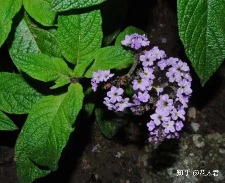 香水草色泽美丽梦幻 花朵做成香囊 当属独款香水味 知乎