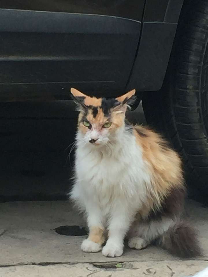 土猫颜值有多低?