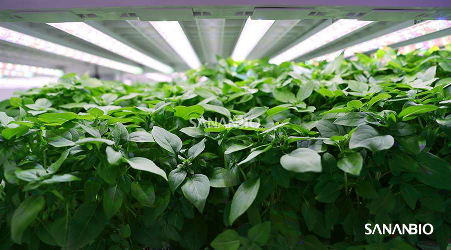 种植者必读 植物也挑食 选led灯需注意 知乎