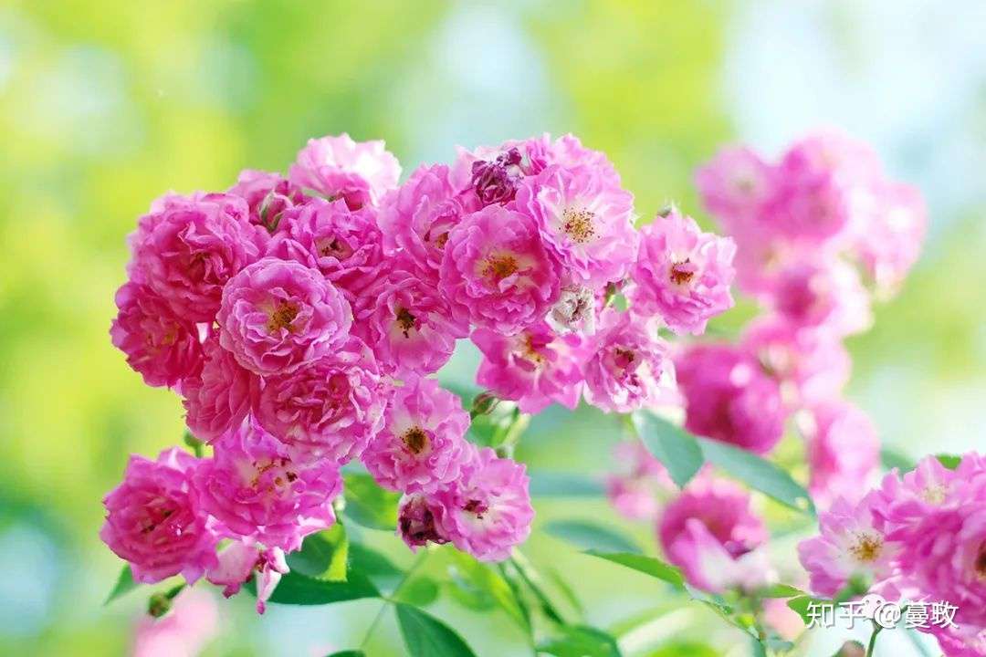 蔷薇几度春风 知乎