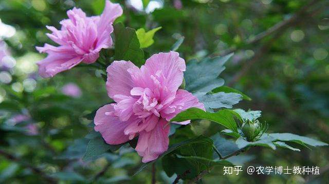 木槿花 颜色鲜艳 繁花似锦 这样养护 年年花开开满园 知乎