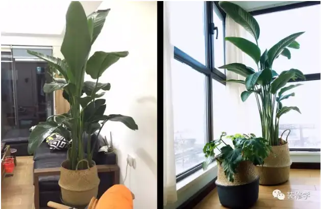 好看却叫不上名字的家居植物 都帮你整理好了 知乎