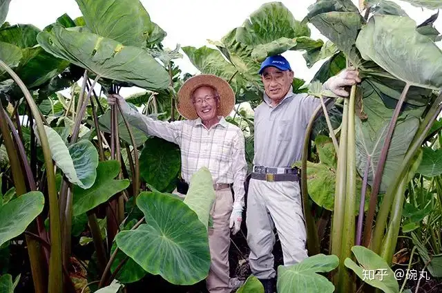 芋头 日本的里芋 海老芋 芋茎都是啥 知乎