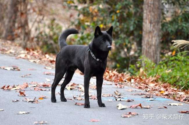 柴犬的起源 历史 定义 由来 柴犬以外的日本狗 你学到了吗 知乎