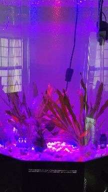 鱼多久停喂一次 v2-8ca315d720aebaa0083b245db05c8a7f_bh.jpg?source=1940ef5c