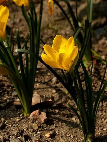 11月上旬诞生花 知乎