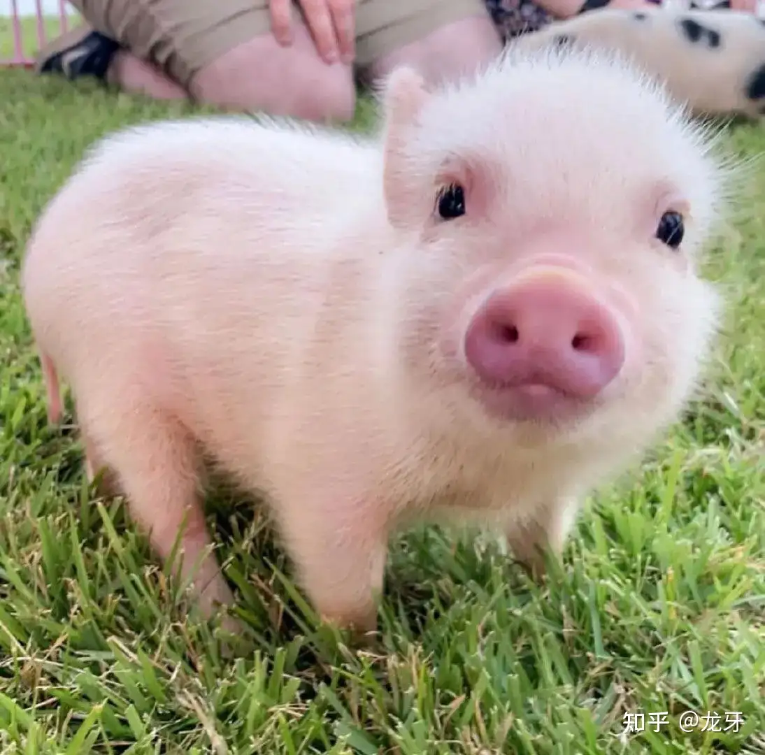 猪一生都被关在猪圈里，但为什么没有抑郁症的表现行为？