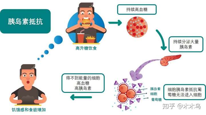 有胰岛素抵抗的人,血糖会升得更高,胰岛素也就,胰岛素
