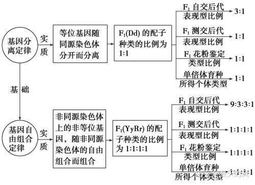 基因分离定律与自由组合定律和减数分裂中染色体行为有什么关系呢?