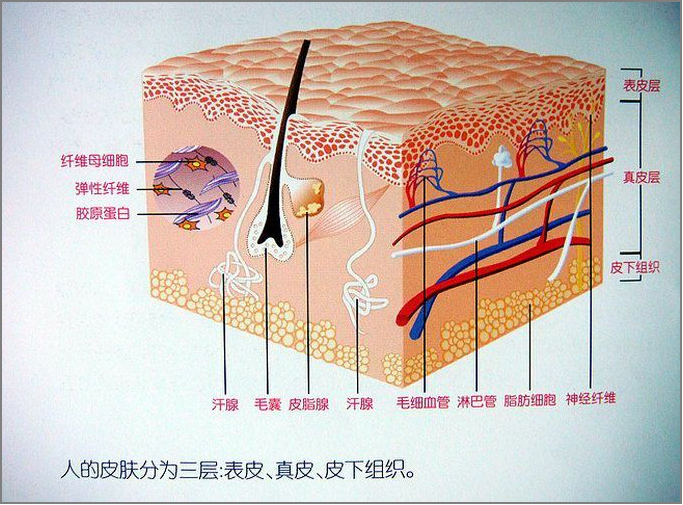 跖疣内部结构图解图片