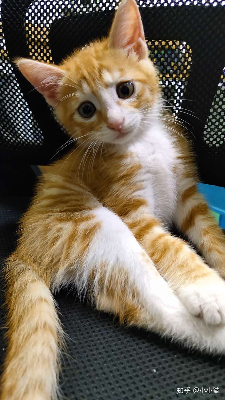 橘猫一定要长成肥橘才好看吗? - 知乎