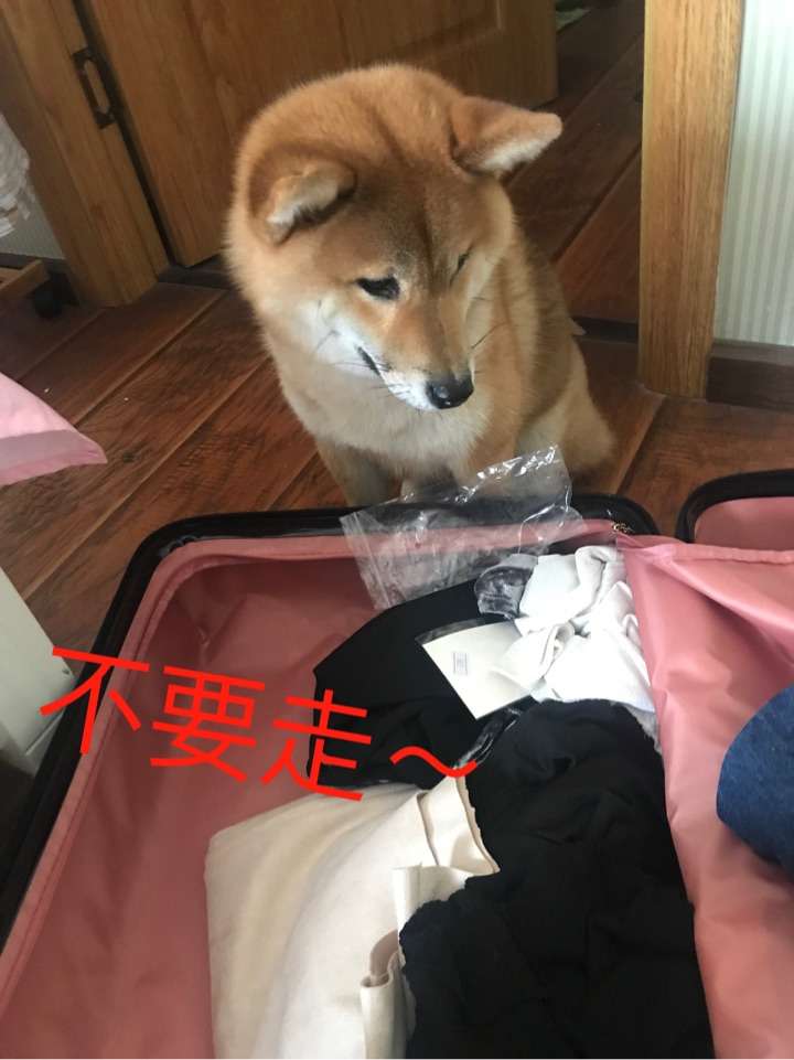 我们家狗六子知道我收拾行李要出门,它就紧贴着我的行李箱 ,并且表情